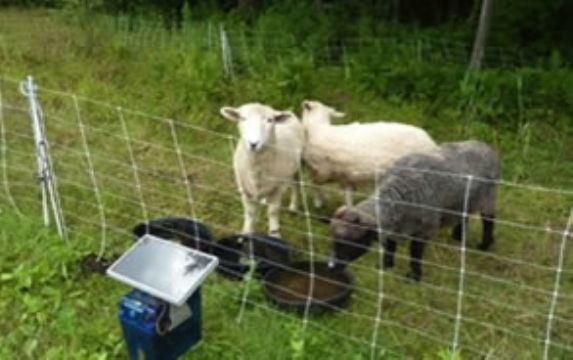 Cattle Fence